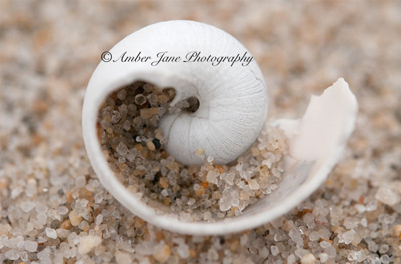 Shell